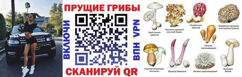Купить  Алексеевка  Галлюциногенные грибы мицелий 